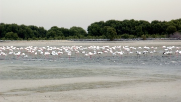 Photo: Dubai thrives as a biodiversity hotspot despite the desert environment